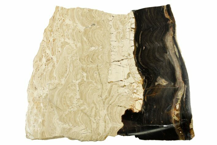 Polished Fossil Stromatolite (Columnacollenia) Slab - Crimea #363017